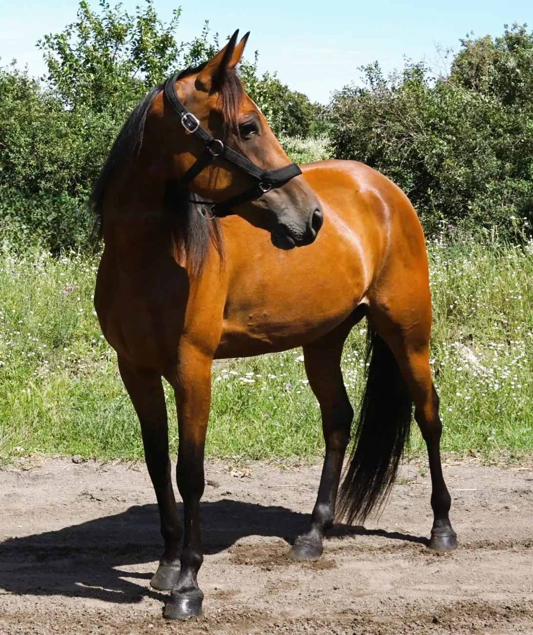 Pferd Traberfreizeit