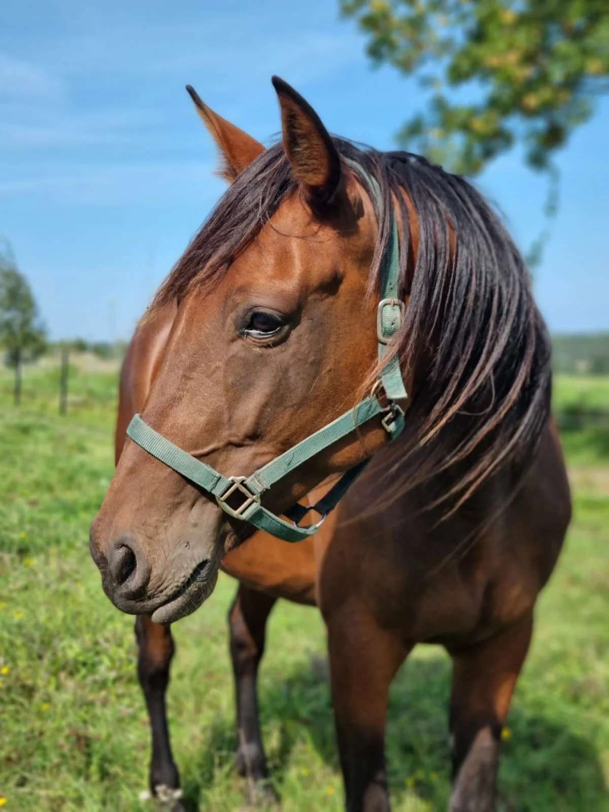 Pferd Traberfreizeit