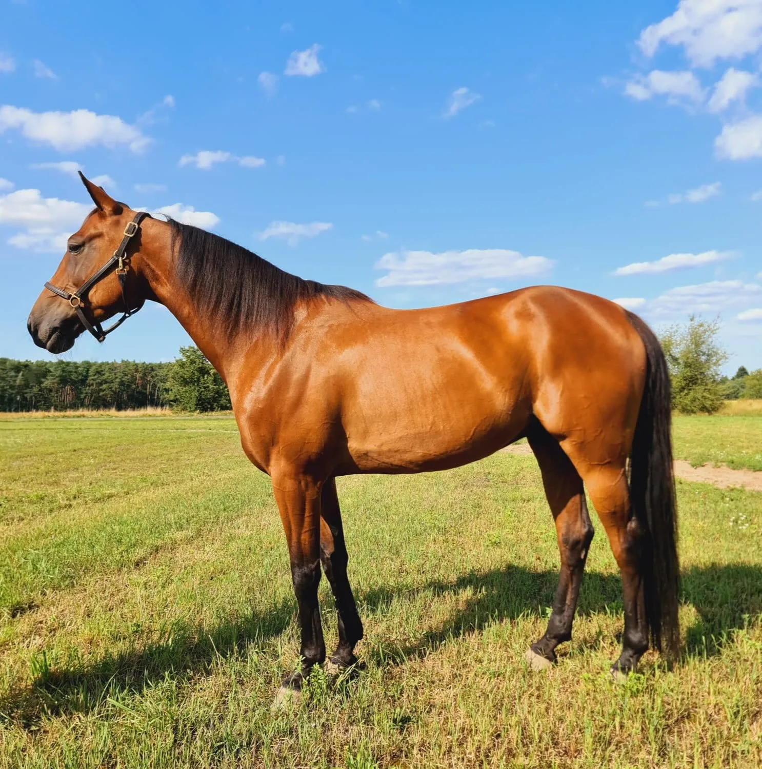 Pferd Traberfreizeit - Wallach, Deutscher Traber, geboren 2019