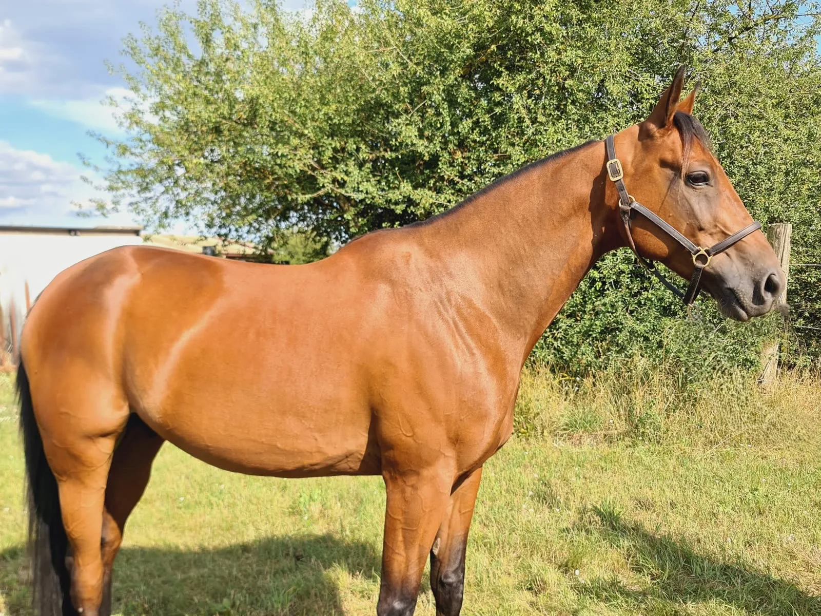Pferd Traberfreizeit - Wallach, Deutscher Traber, geboren 2019