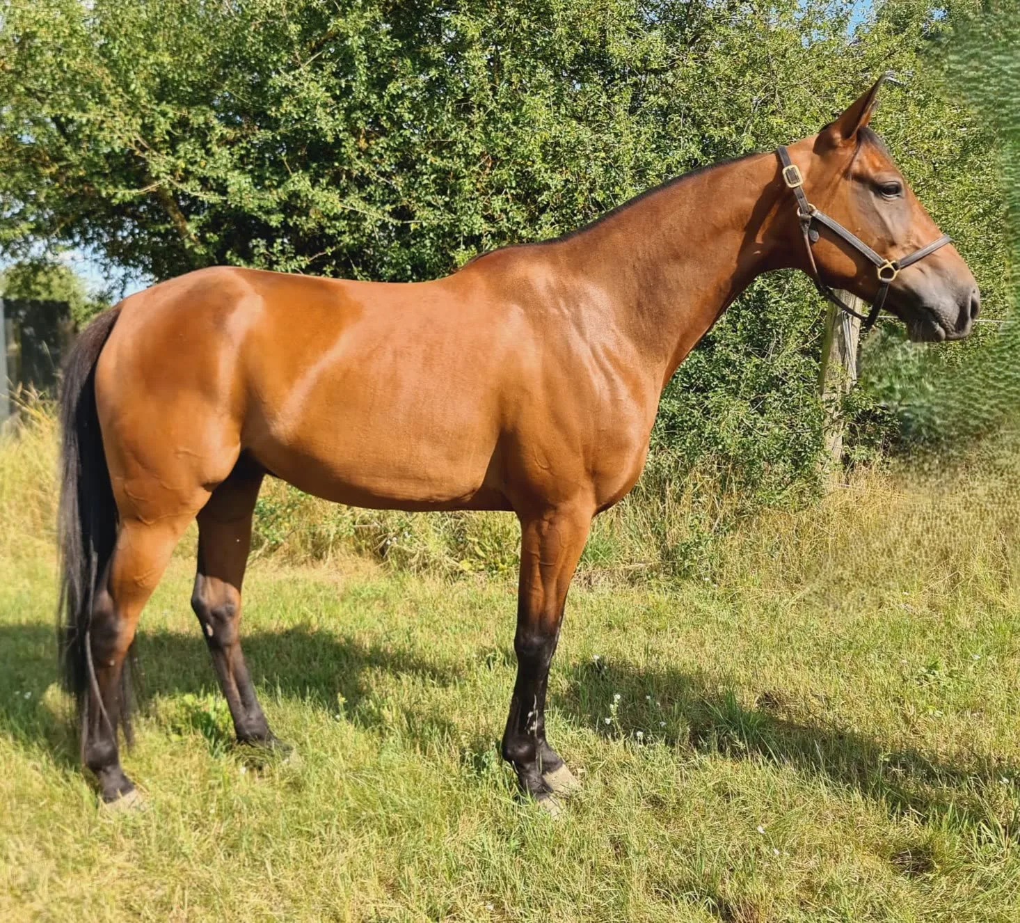 Pferd Traberfreizeit - Wallach, Deutscher Traber, geboren 2019