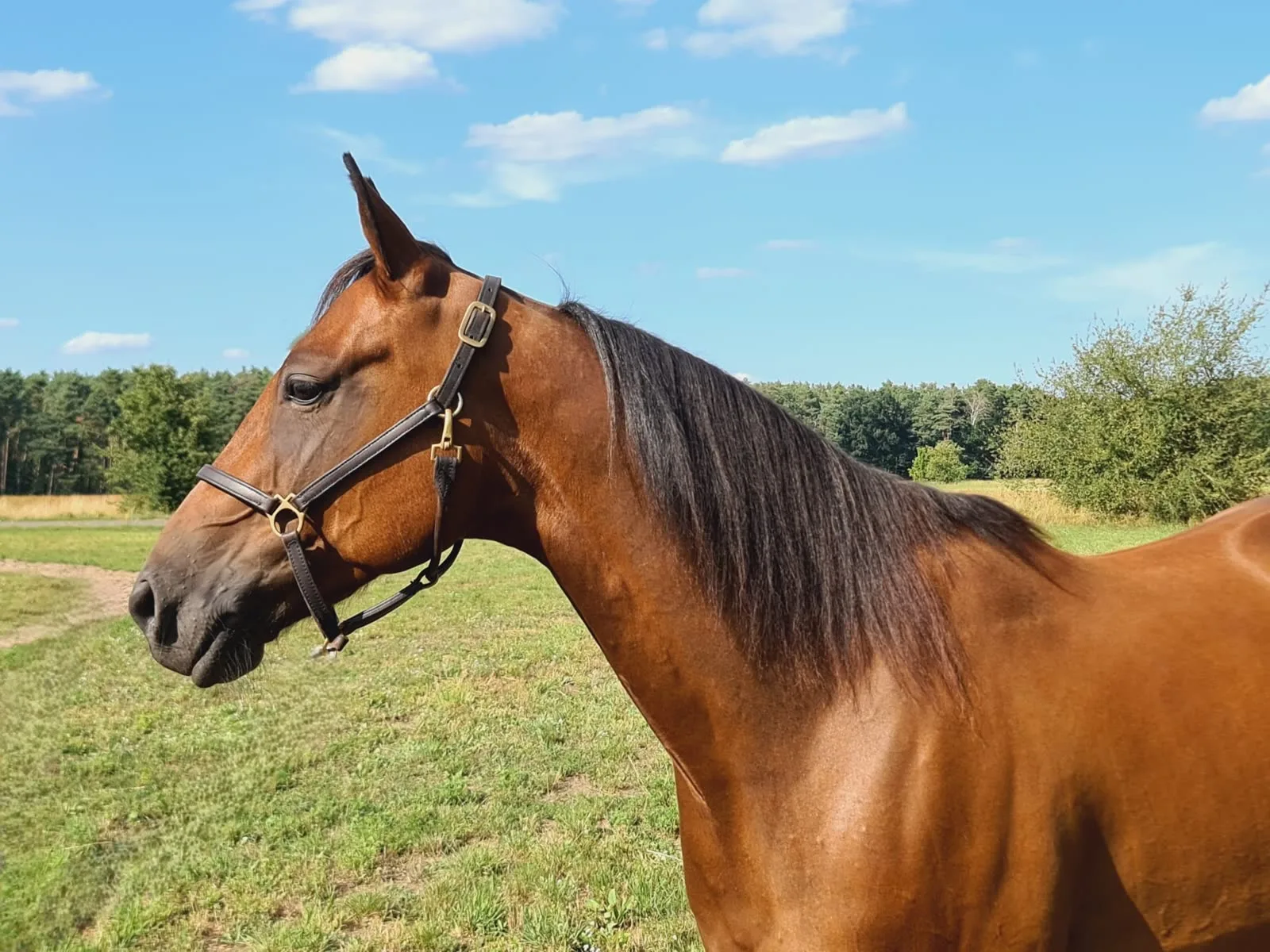 Pferd Traberfreizeit - Wallach, Deutscher Traber, geboren 2019