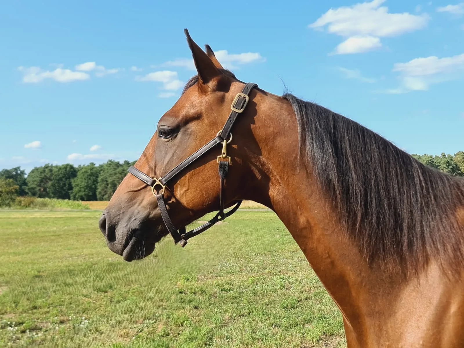 Pferd Traberfreizeit - Wallach, Deutscher Traber, geboren 2019